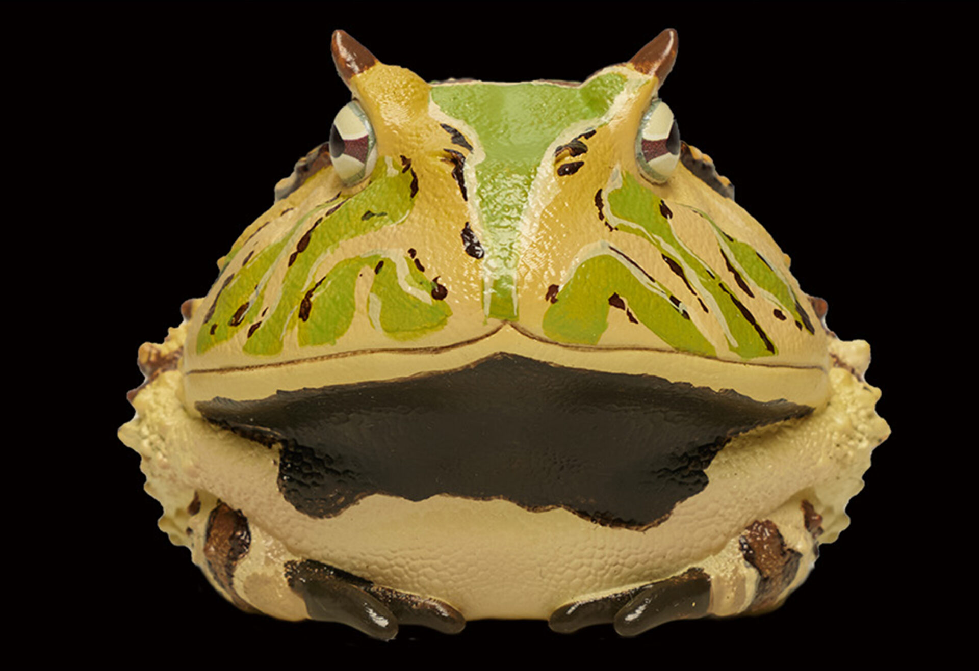 AHB Series 13 / Ceratophrys Cornuta - South American Horned Frog (Tricolor) / Frog