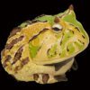 AHB Series 13 / Ceratophrys Cornuta - South American Horned Frog (Tricolor) / Frog