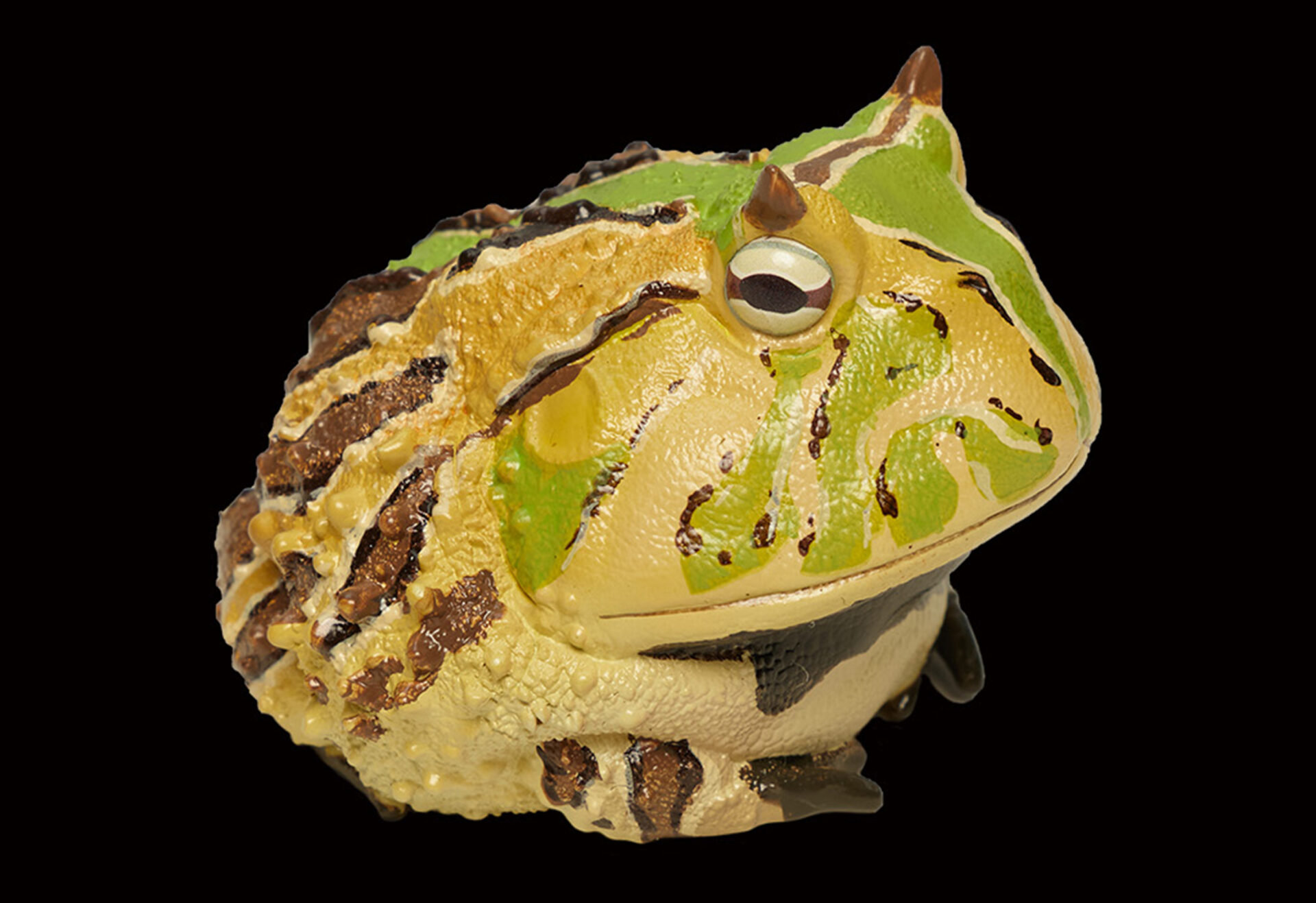 AHB Series 13 / Ceratophrys Cornuta - South American Horned Frog (Tricolor) / Frog