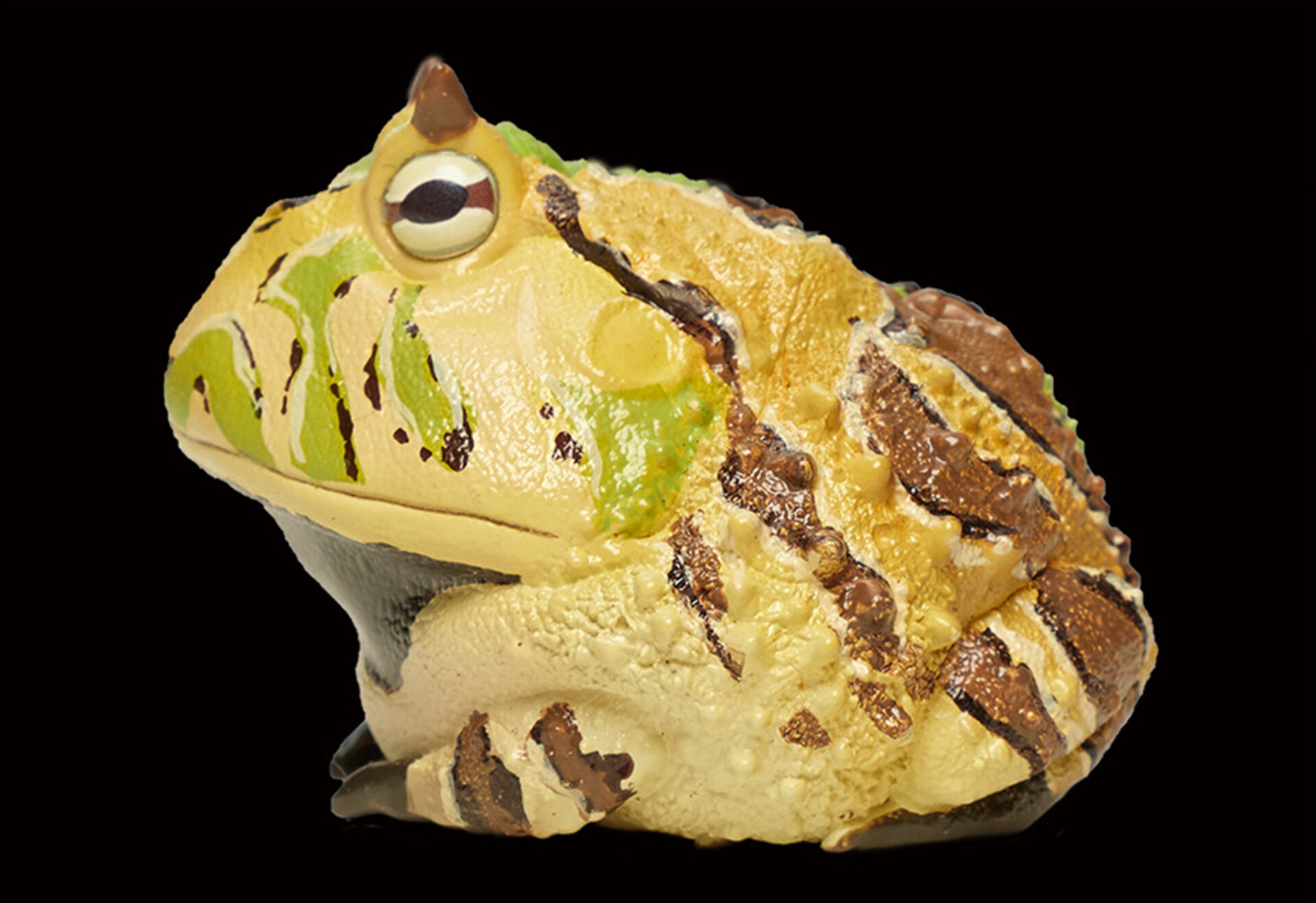 AHB Series 13 / Ceratophrys Cornuta - South American Horned Frog (Tricolor) / Frog