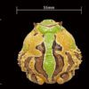 AHB Series 13 / Ceratophrys Cornuta - South American Horned Frog (Tricolor) / Frog