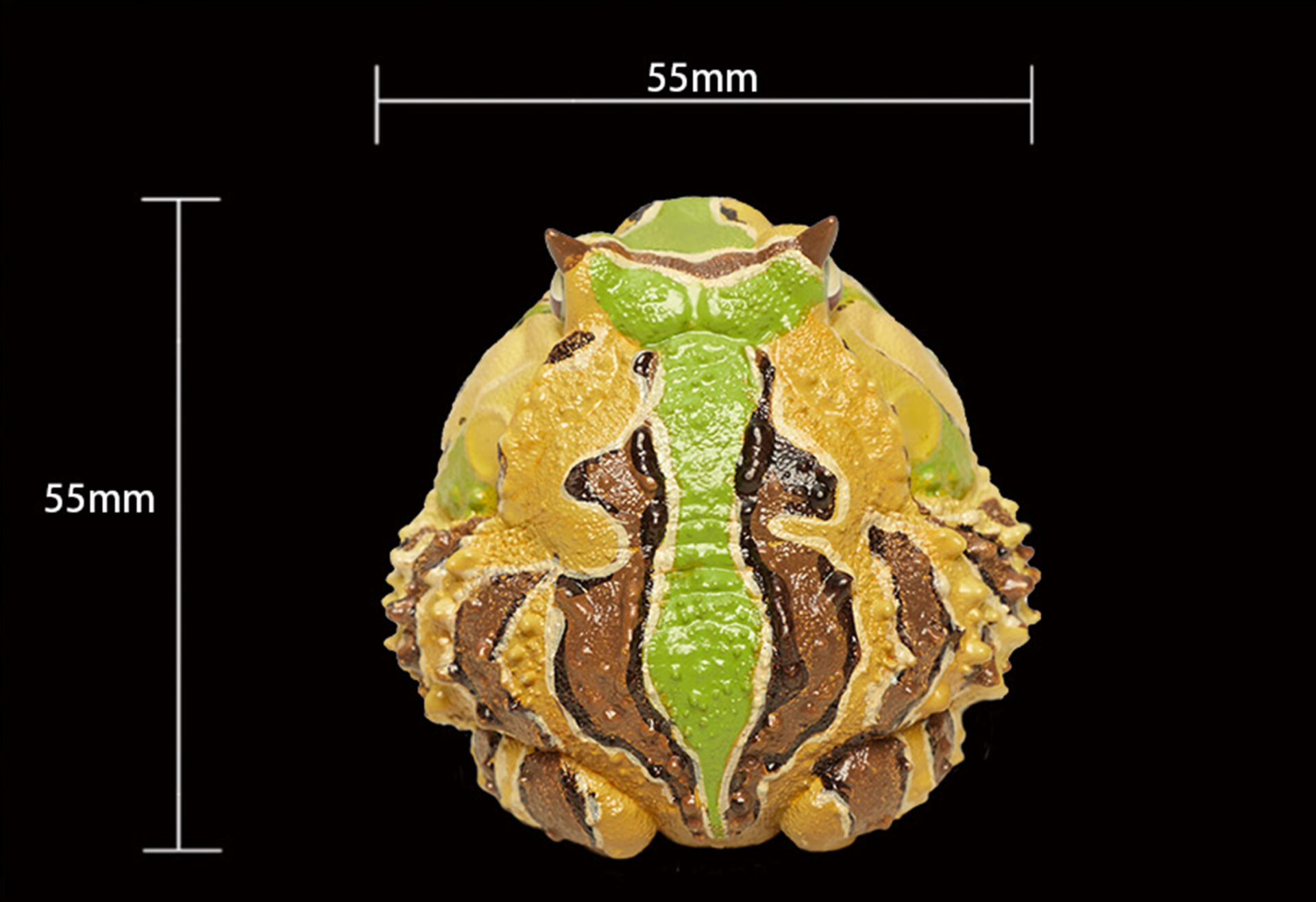 AHB Series 13 / Ceratophrys Cornuta - South American Horned Frog (Tricolor) / Frog