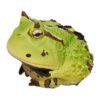 AHB Series 13 / Ceratophrys Cornuta - South American Horned Frog (Green) / Frog