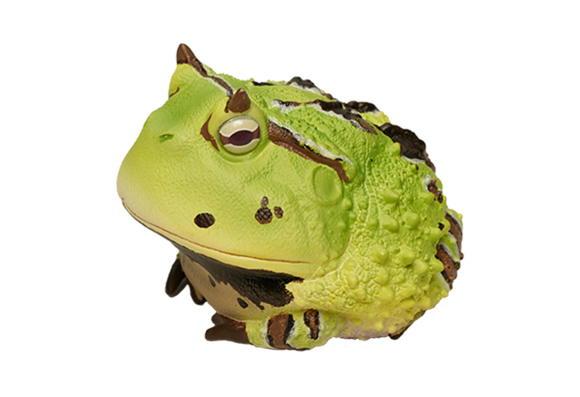 AHB Series 13 / Ceratophrys Cornuta - South American Horned Frog (Green) / Frog