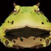 AHB Series 13 / Ceratophrys Cornuta - South American Horned Frog (Green) / Frog