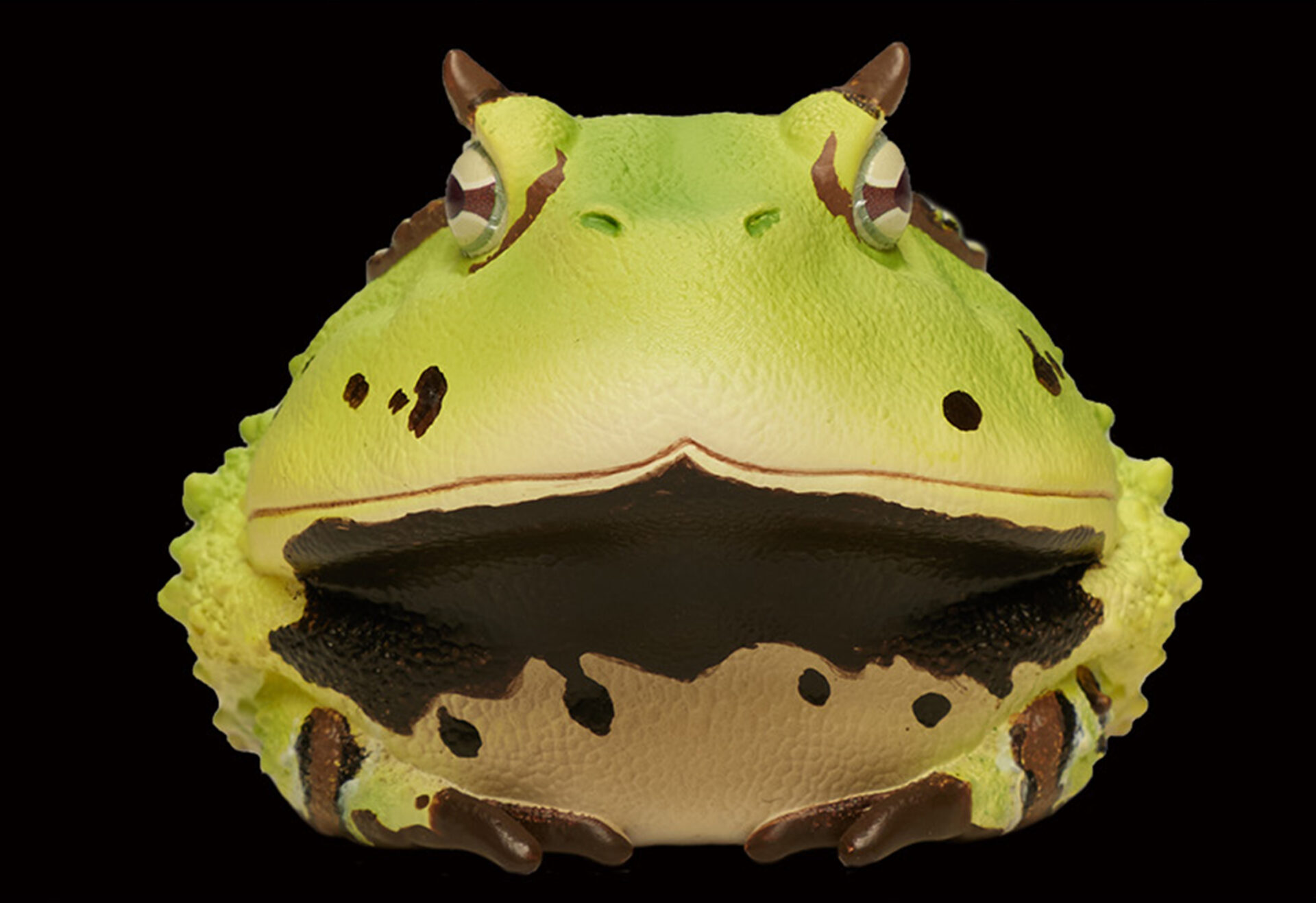 AHB Series 13 / Ceratophrys Cornuta - South American Horned Frog (Green) / Frog