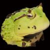 AHB Series 13 / Ceratophrys Cornuta - South American Horned Frog (Green) / Frog
