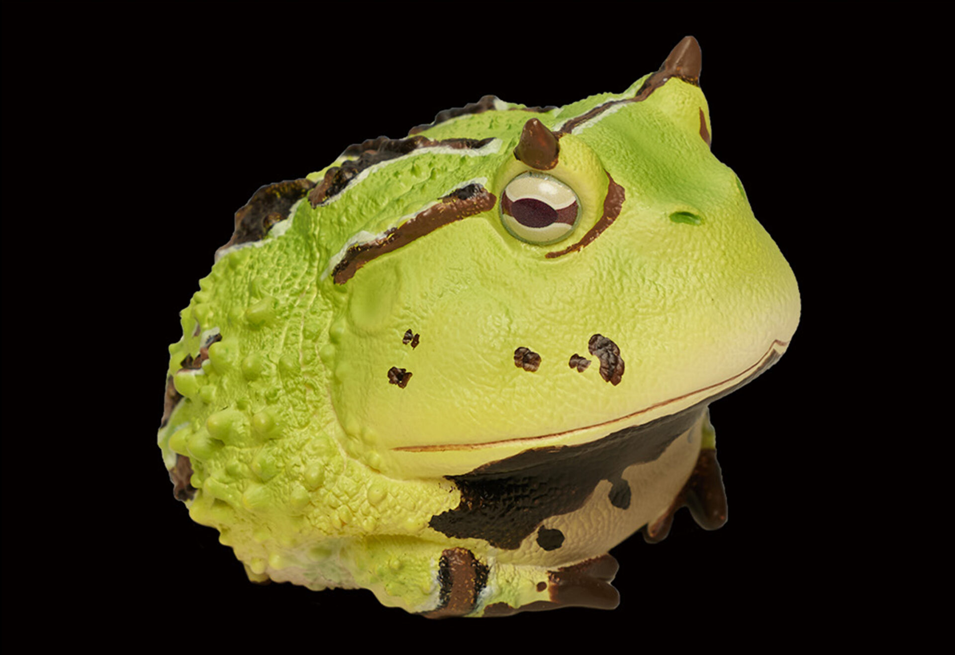 AHB Series 13 / Ceratophrys Cornuta - South American Horned Frog (Green) / Frog
