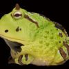 AHB Series 13 / Ceratophrys Cornuta - South American Horned Frog (Green) / Frog