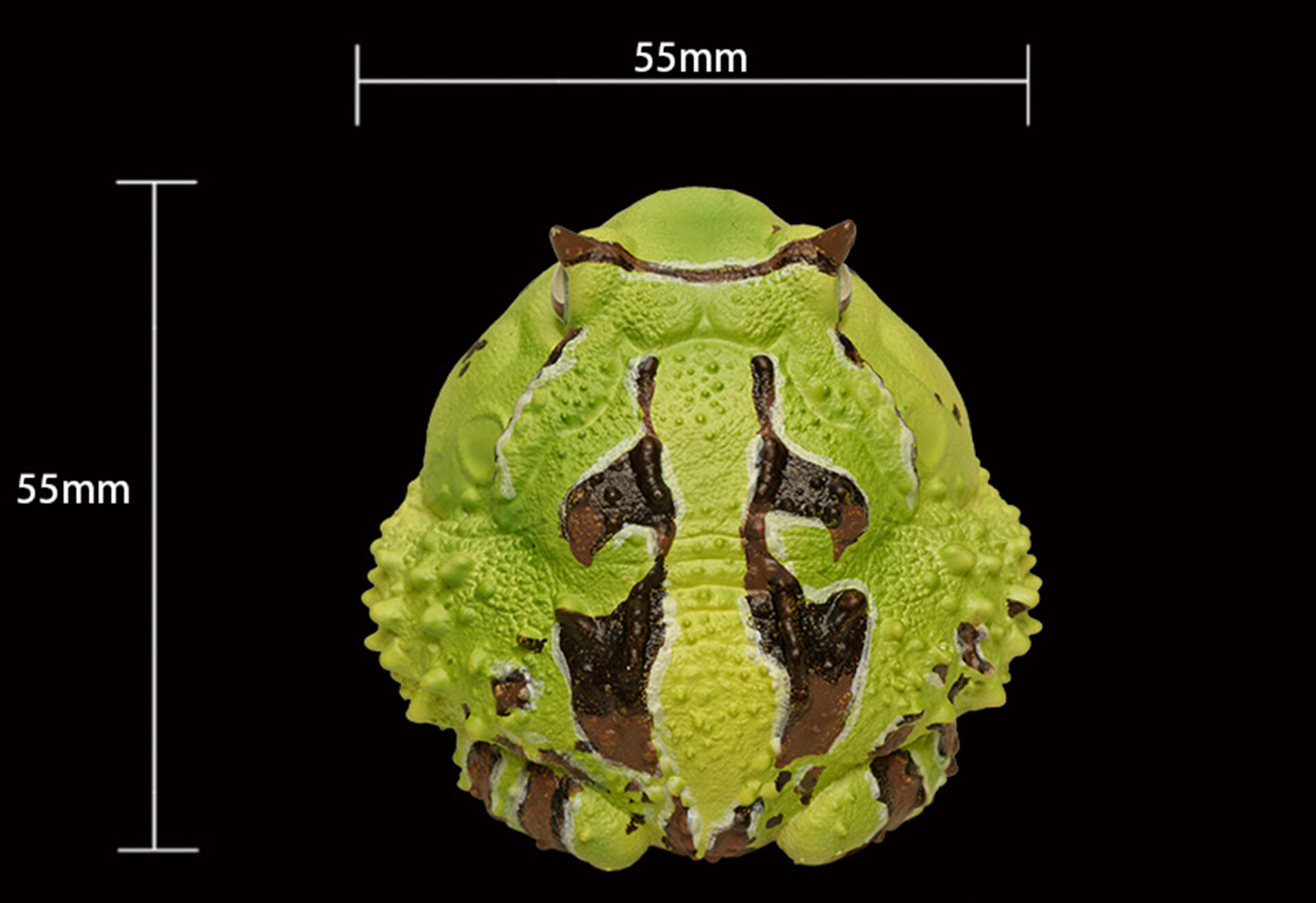 AHB Series 13 / Ceratophrys Cornuta - South American Horned Frog (Green) / Frog