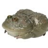AHB Series 13 / Lepidobatrachus Laevis - Dwarf Budgett's Frog / Frog