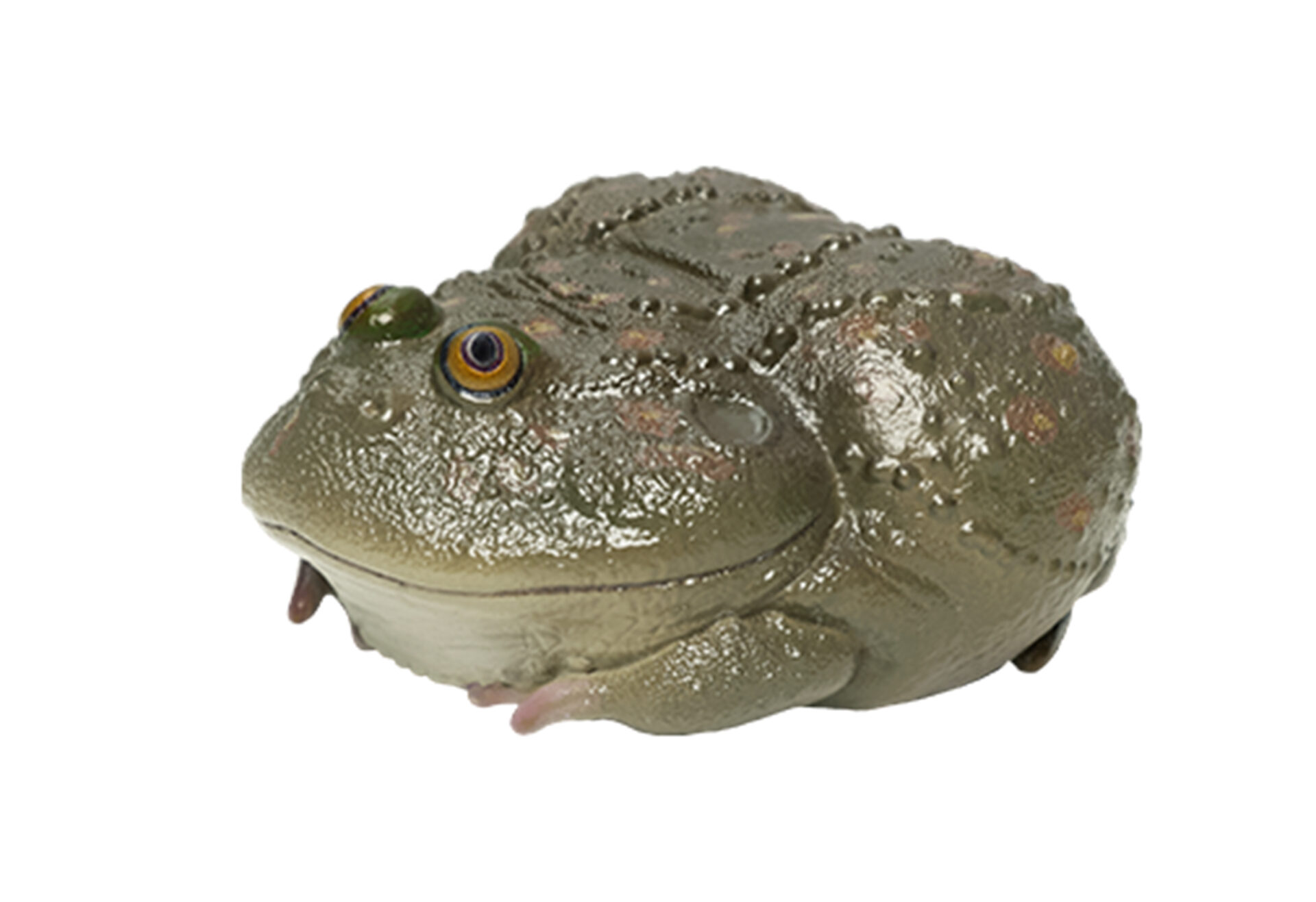 AHB Series 13 / Lepidobatrachus Laevis - Dwarf Budgett's Frog / Frog