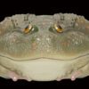 AHB Series 13 / Lepidobatrachus Laevis - Dwarf Budgett's Frog / Frog