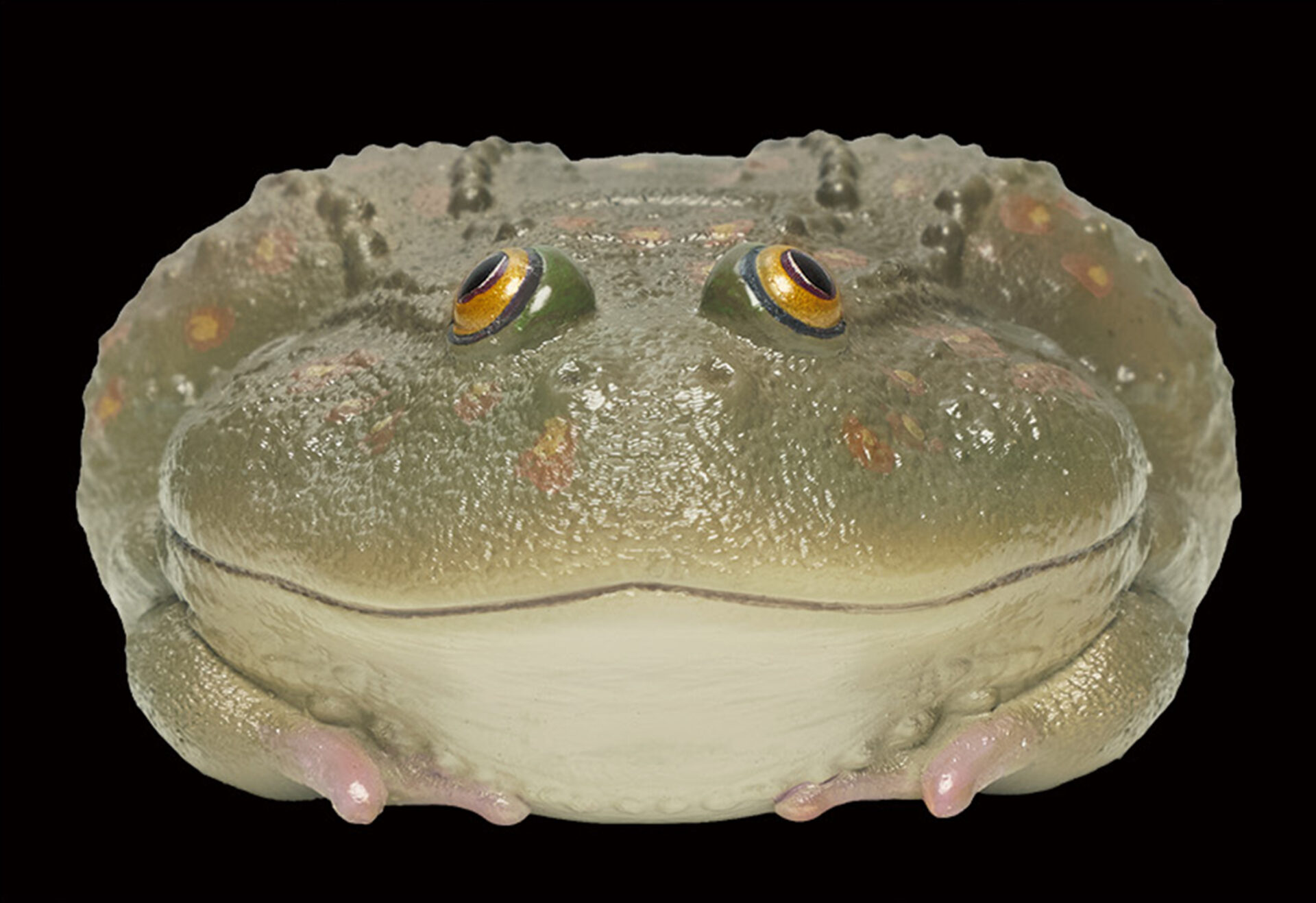 AHB Series 13 / Lepidobatrachus Laevis - Dwarf Budgett's Frog / Frog