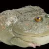 AHB Series 13 / Lepidobatrachus Laevis - Dwarf Budgett's Frog / Frog
