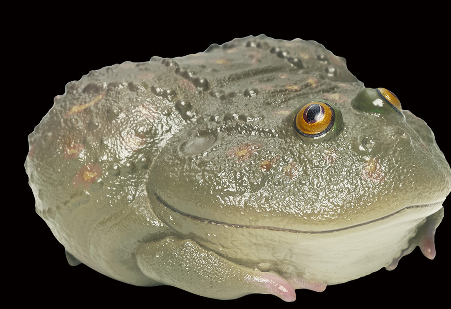 AHB Series 13 / Lepidobatrachus Laevis - Dwarf Budgett's Frog / Frog