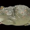 AHB Series 13 / Lepidobatrachus Laevis - Dwarf Budgett's Frog / Frog