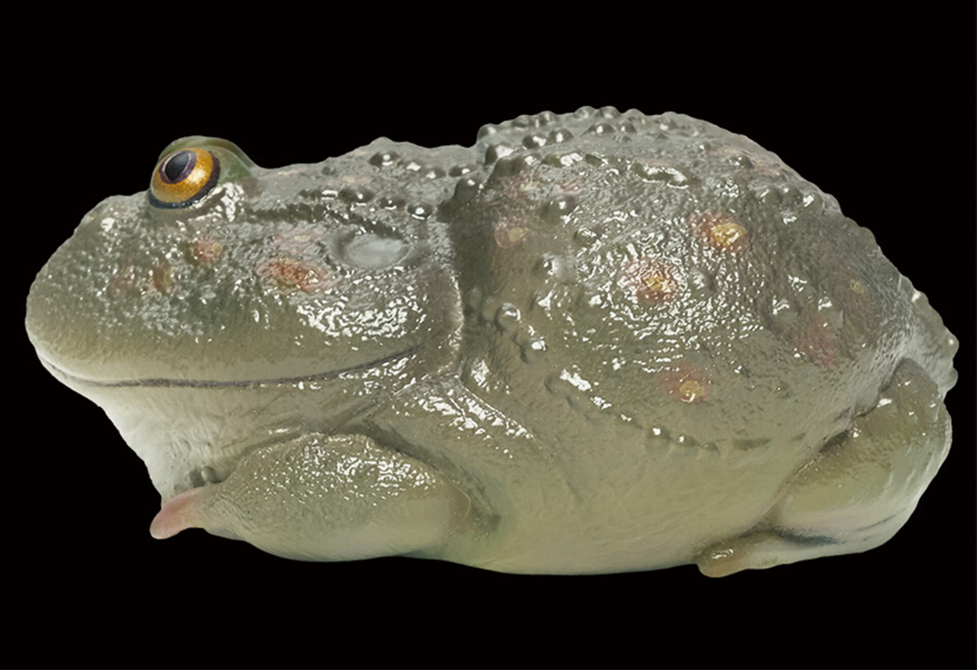 AHB Series 13 / Lepidobatrachus Laevis - Dwarf Budgett's Frog / Frog