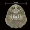 AHB Series 13 / Lepidobatrachus Laevis - Dwarf Budgett's Frog / Frog