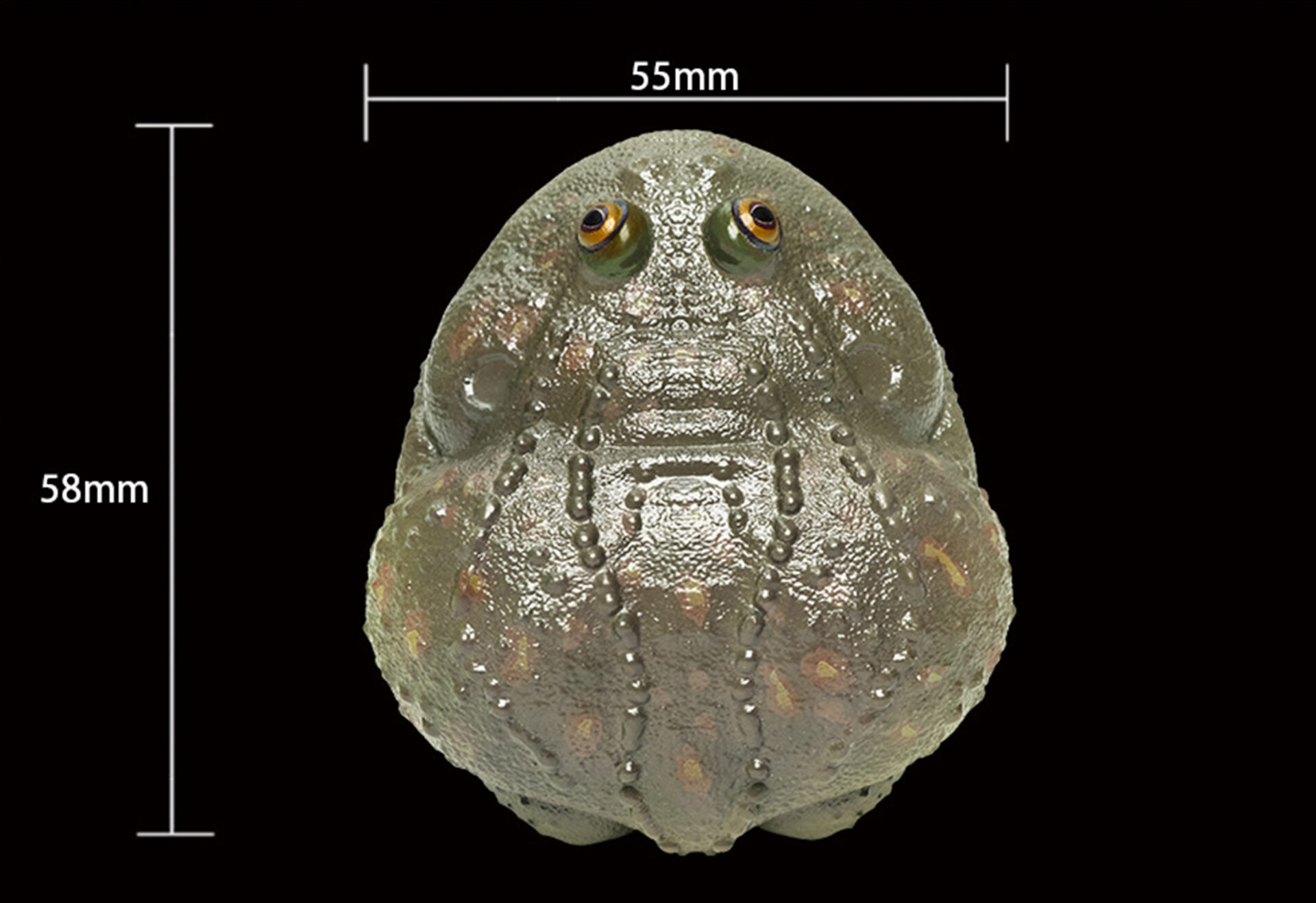 AHB Series 13 / Lepidobatrachus Laevis - Dwarf Budgett's Frog / Frog