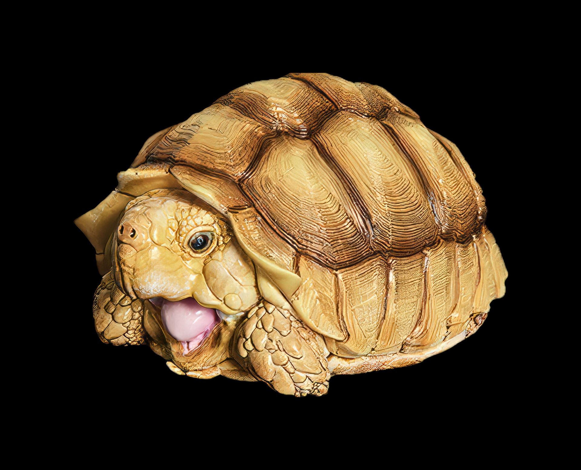 AHB Series 3 / Centrochelys Sulcata - African Spurred Tortoise (Female) / Turtle