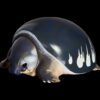 AHB Series 3 / Carettochelys Insculpta - Pig-Nosed Turtle / Turtle