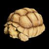 AHB Series 3 / Centrochelys Sulcata - African Spurred Tortoise (Male) / Turtle