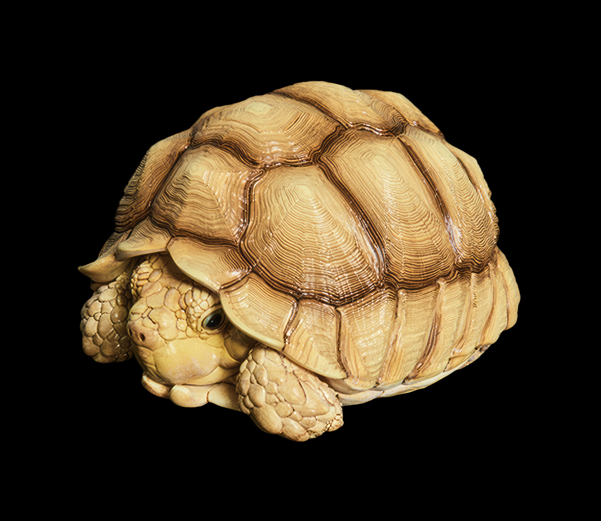 AHB Series 3 / Centrochelys Sulcata - African Spurred Tortoise (Male) / Turtle