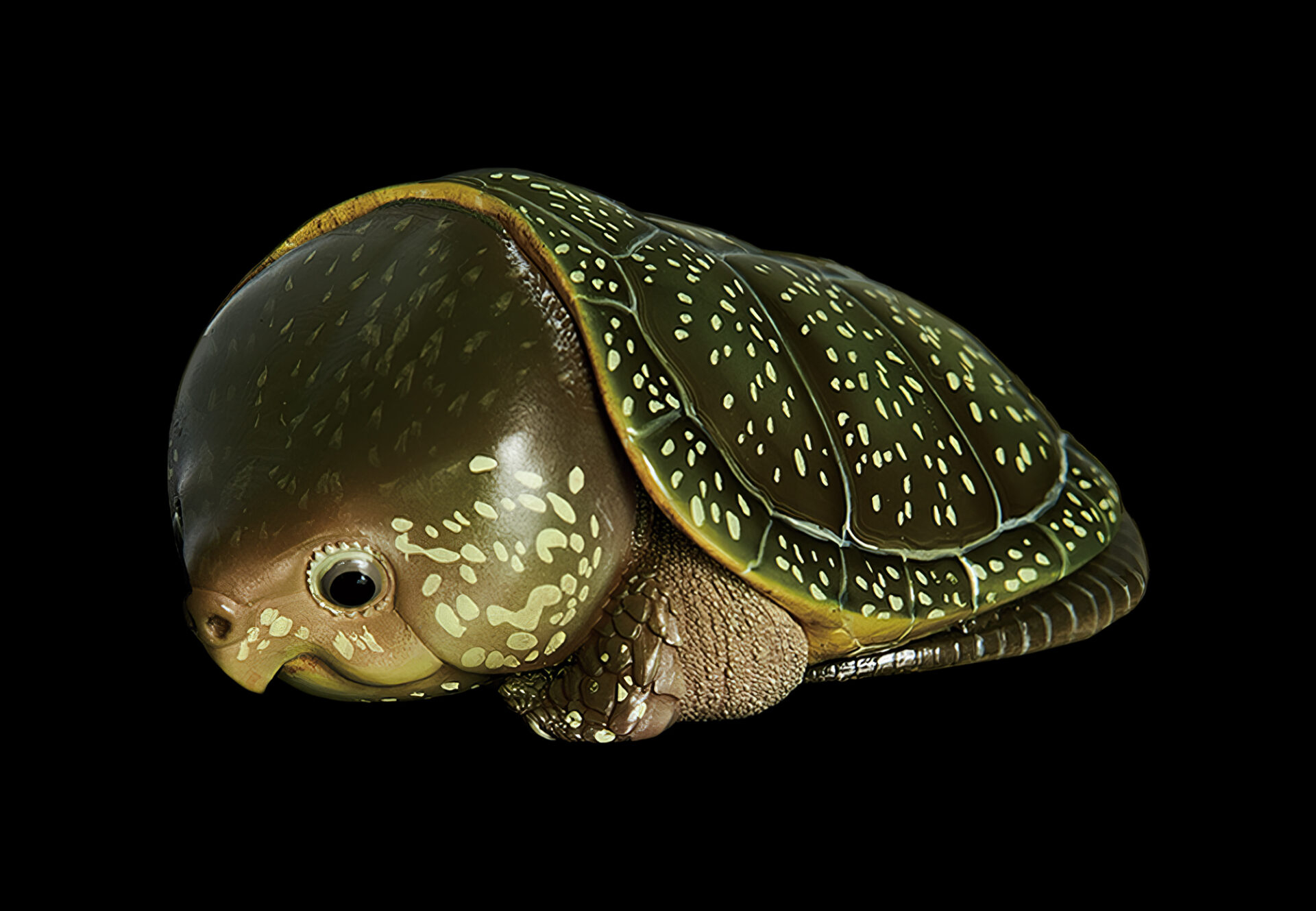 AHB Series 3 / Platysternon Megacephalum - Big-headed Turtle (Green) / Turtle