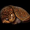 AHB Series 3 / Platysternon Megacephalum - Big-headed Turtle (Orange) / Turtle