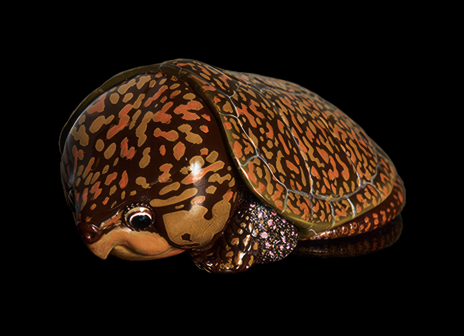 AHB Series 3 / Platysternon Megacephalum - Big-headed Turtle (Orange) / Turtle