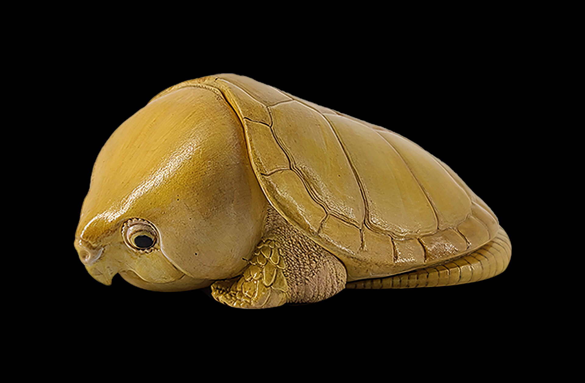 AHB Series 3 / Platysternon Megacephalum - Big-headed Turtle (Yellow) / Turtle