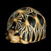 AHB Series 3 / Astrochelys Radiata - Radiated Tortoise / Turtle