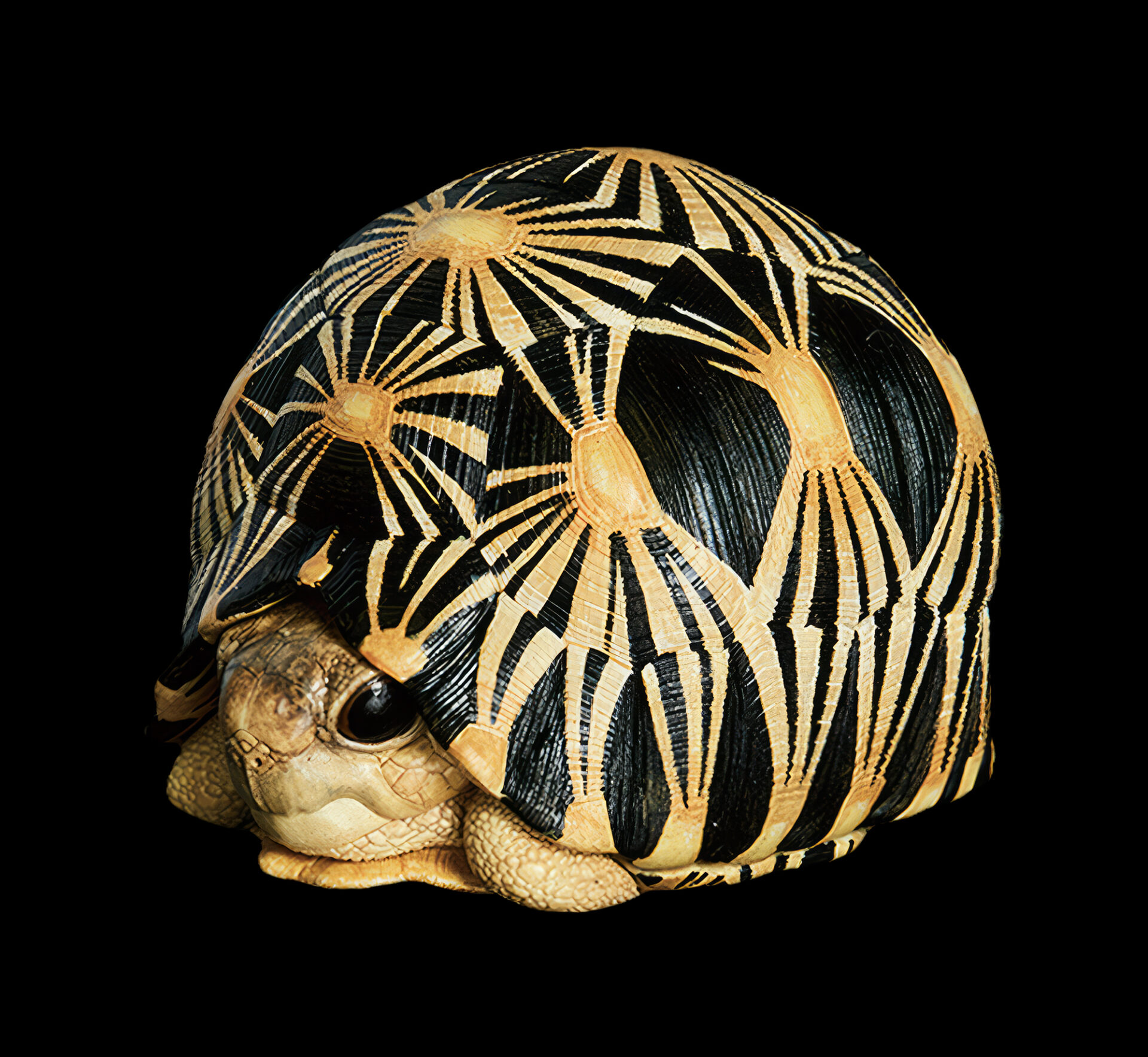 AHB Series 3 / Astrochelys Radiata - Radiated Tortoise / Turtle