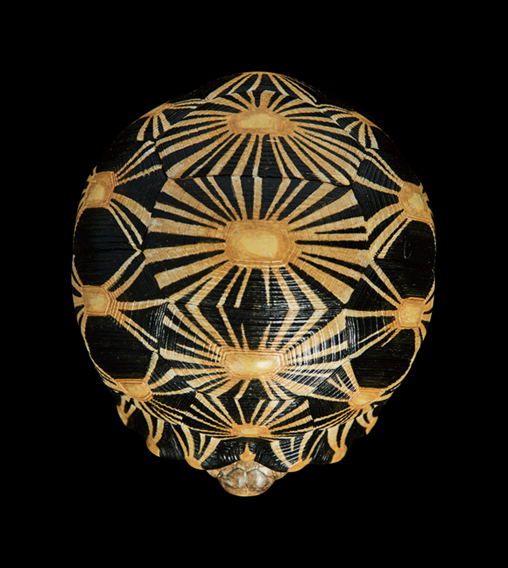 AHB Series 3 / Astrochelys Radiata - Radiated Tortoise / Turtle