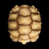 AHB Series 3 / Centrochelys Sulcata - African Spurred Tortoise (Male) / Turtle