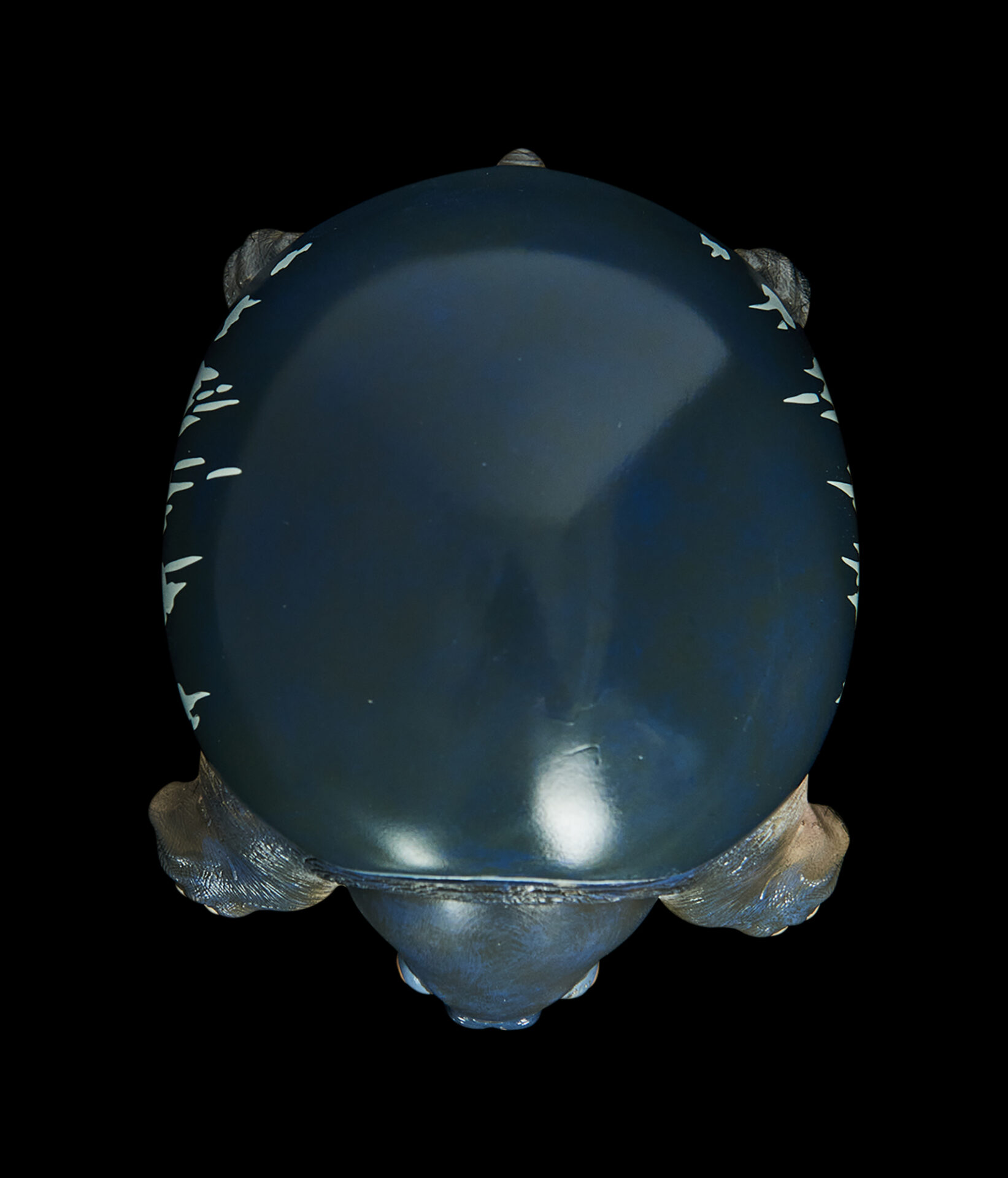 AHB Series 3 / Carettochelys Insculpta - Pig-Nosed Turtle / Turtle