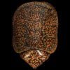 AHB Series 3 / Platysternon Megacephalum - Big-headed Turtle (Orange) / Turtle
