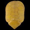 AHB Series 3 / Platysternon Megacephalum - Big-headed Turtle (Yellow) / Turtle