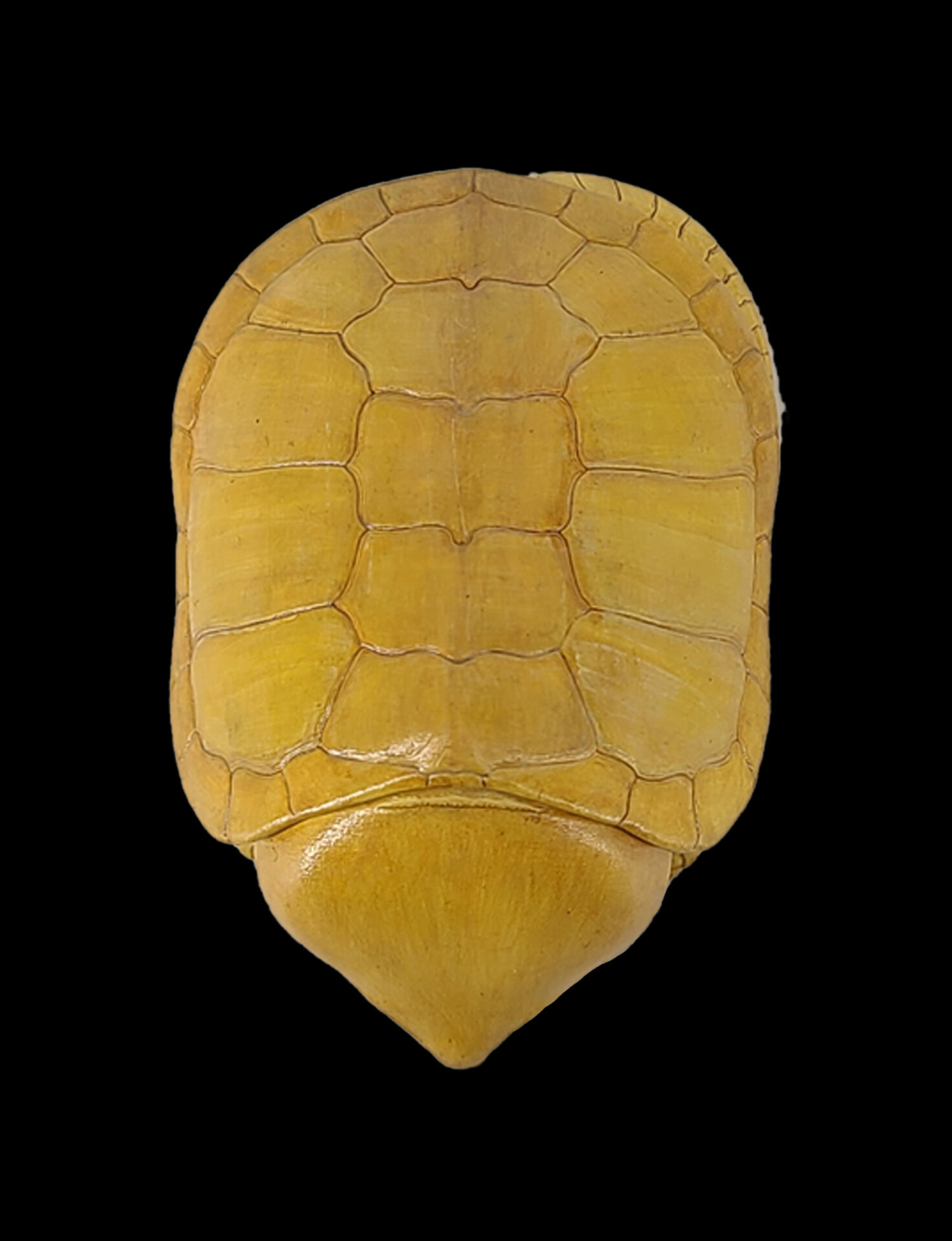 AHB Series 3 / Platysternon Megacephalum - Big-headed Turtle (Yellow) / Turtle