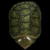 AHB Series 3 / Platysternon Megacephalum - Big-headed Turtle (Green) / Turtle