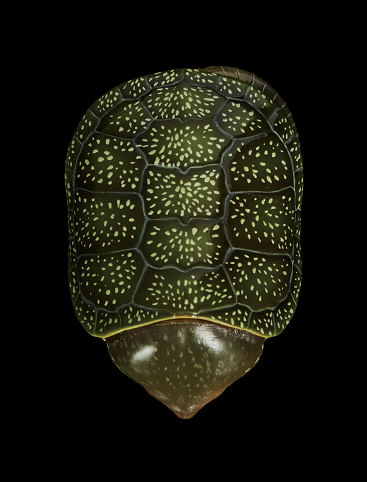 AHB Series 3 / Platysternon Megacephalum - Big-headed Turtle (Green) / Turtle