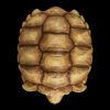 AHB Series 3 / Centrochelys Sulcata - African Spurred Tortoise (Female) / Turtle