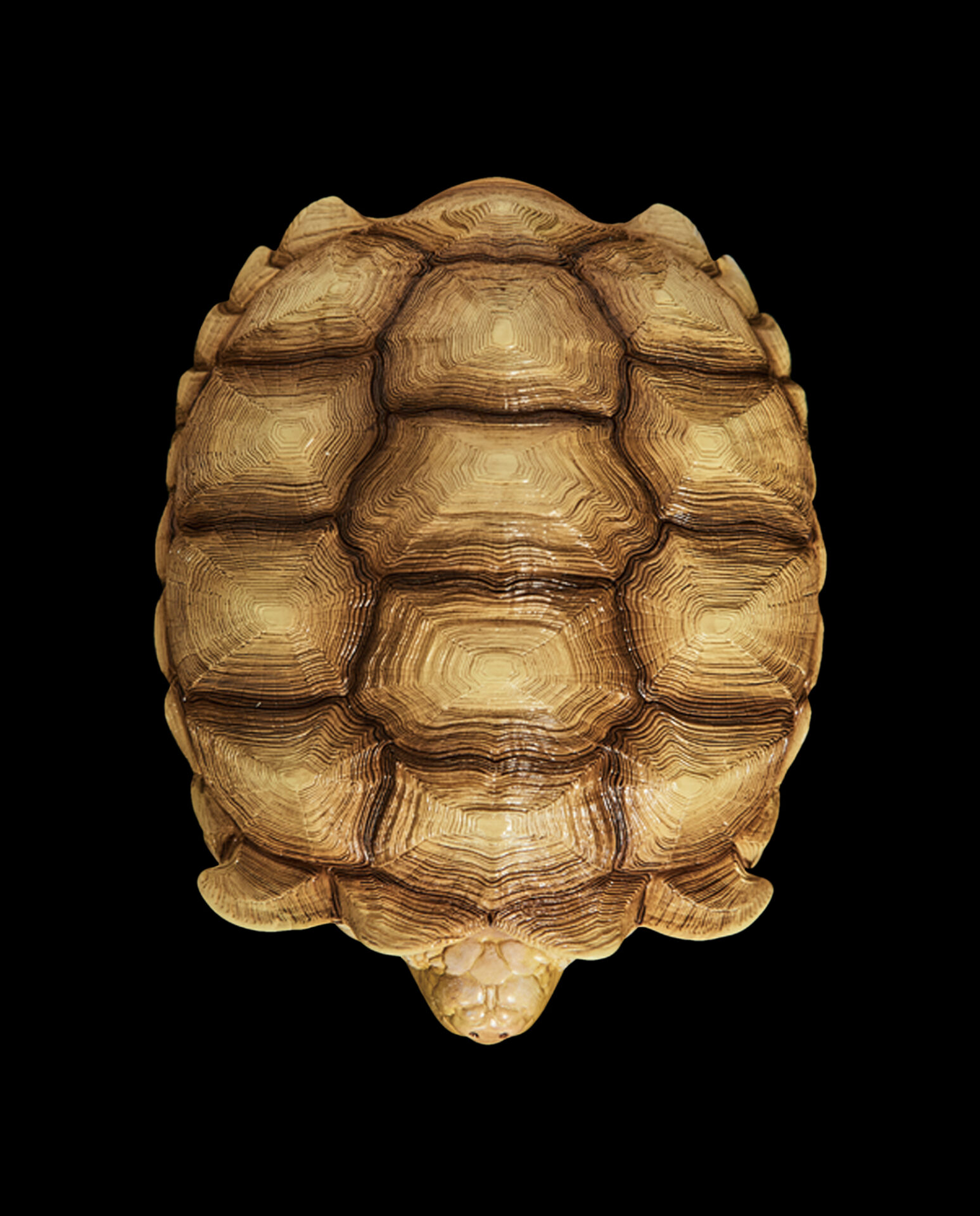 AHB Series 3 / Centrochelys Sulcata - African Spurred Tortoise (Female) / Turtle