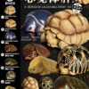 AHB Series 3 / Platysternon Megacephalum - Big-headed Turtle (Yellow) / Turtle