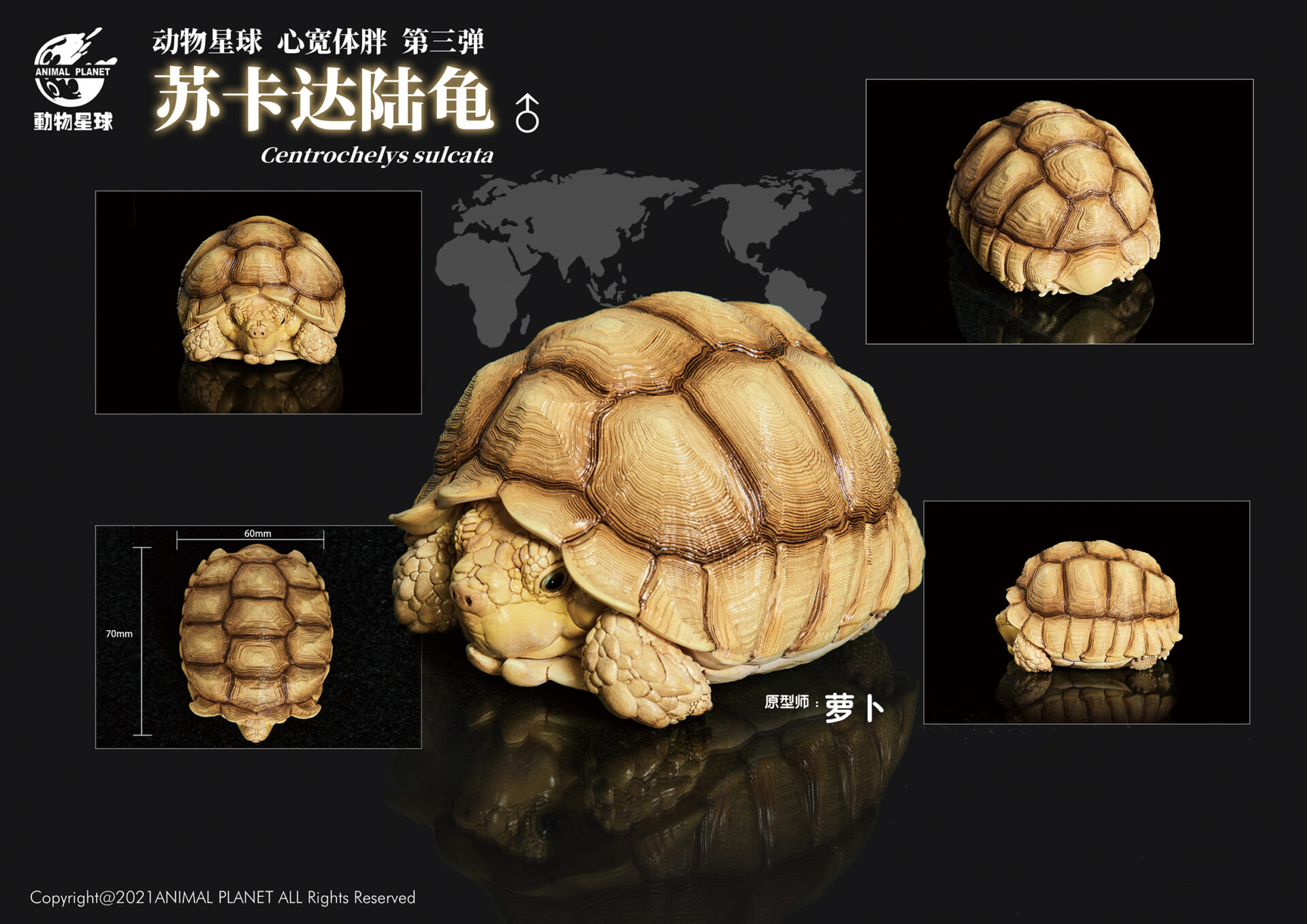 AHB Series 3 / Centrochelys Sulcata - African Spurred Tortoise (Male) / Turtle