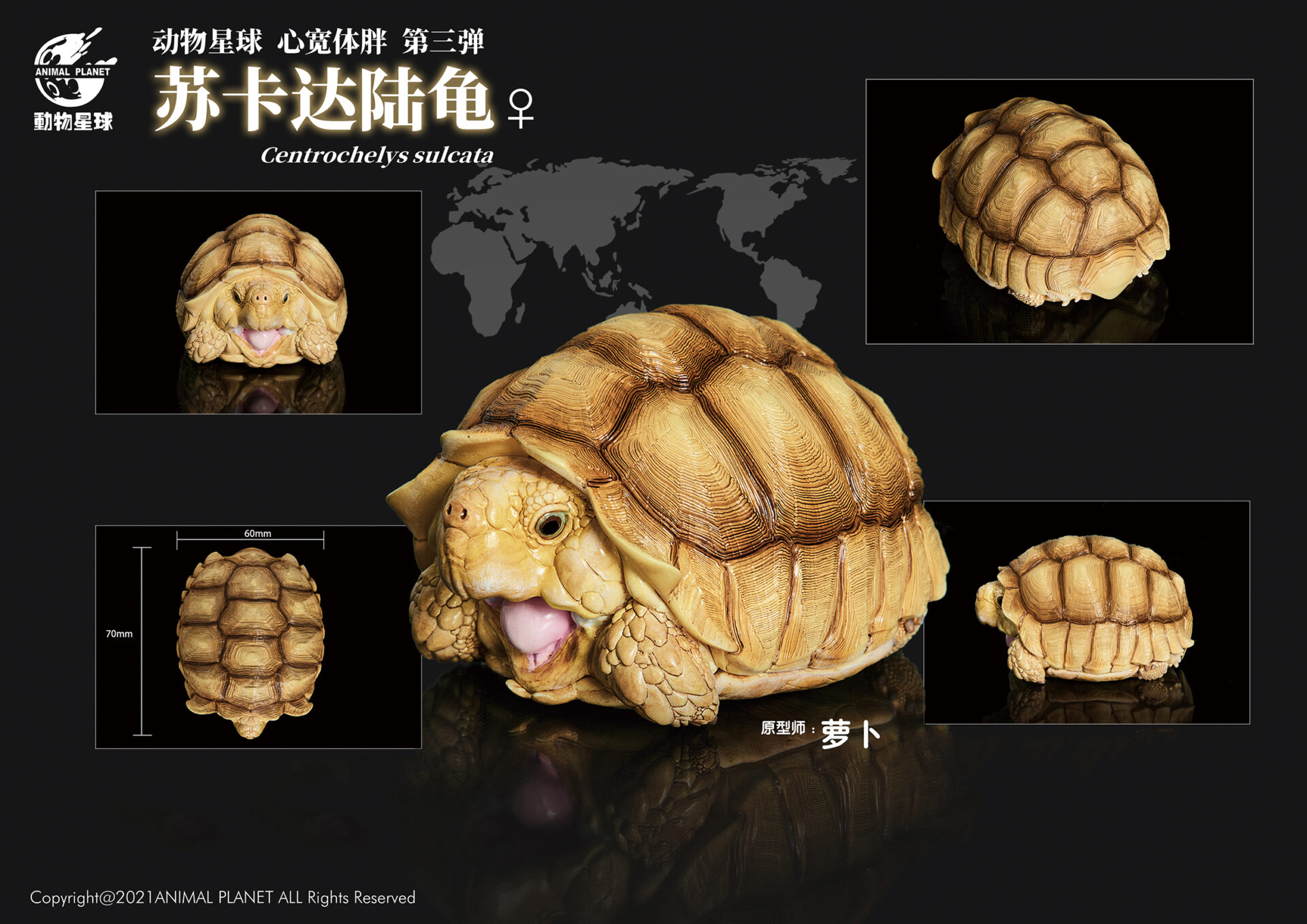 AHB Series 3 / Centrochelys Sulcata - African Spurred Tortoise (Female) / Turtle