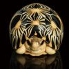 AHB Series 3 / Astrochelys Radiata - Radiated Tortoise / Turtle