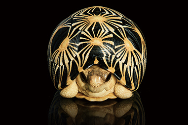 AHB Series 3 / Astrochelys Radiata - Radiated Tortoise / Turtle