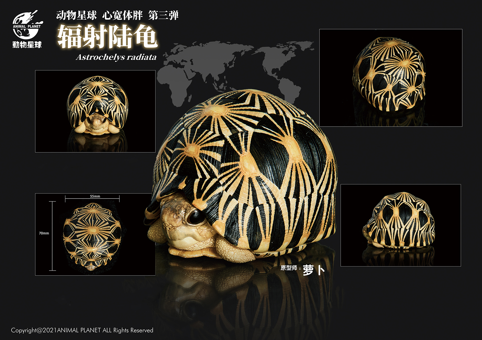 AHB Series 3 / Astrochelys Radiata - Radiated Tortoise / Turtle